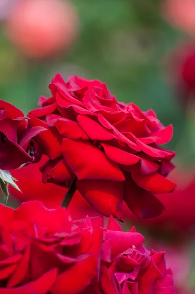 Hermosas rosas rojas de fondo —  Fotos de Stock