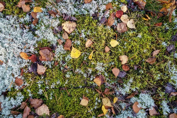 Осенние березовые листья, лежащие на мху в лесу — стоковое фото