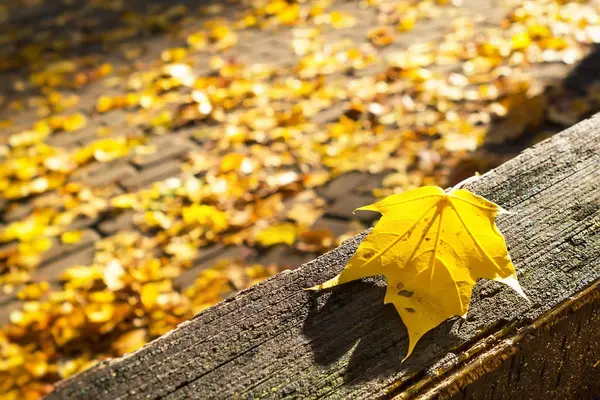 Otoño de arce dejar tumbado en el banquillo de madera — Foto de Stock