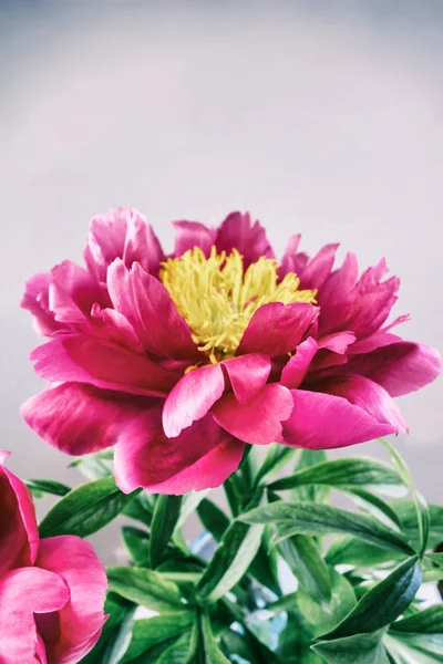 Beautiful pink Peony flower — Stock Photo, Image