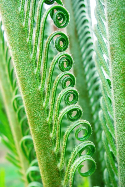 Green fern leaves background — Stock Photo, Image