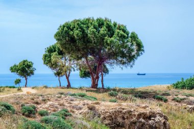 Zeytin ağaçları Kato Pafos arkeolojik Park