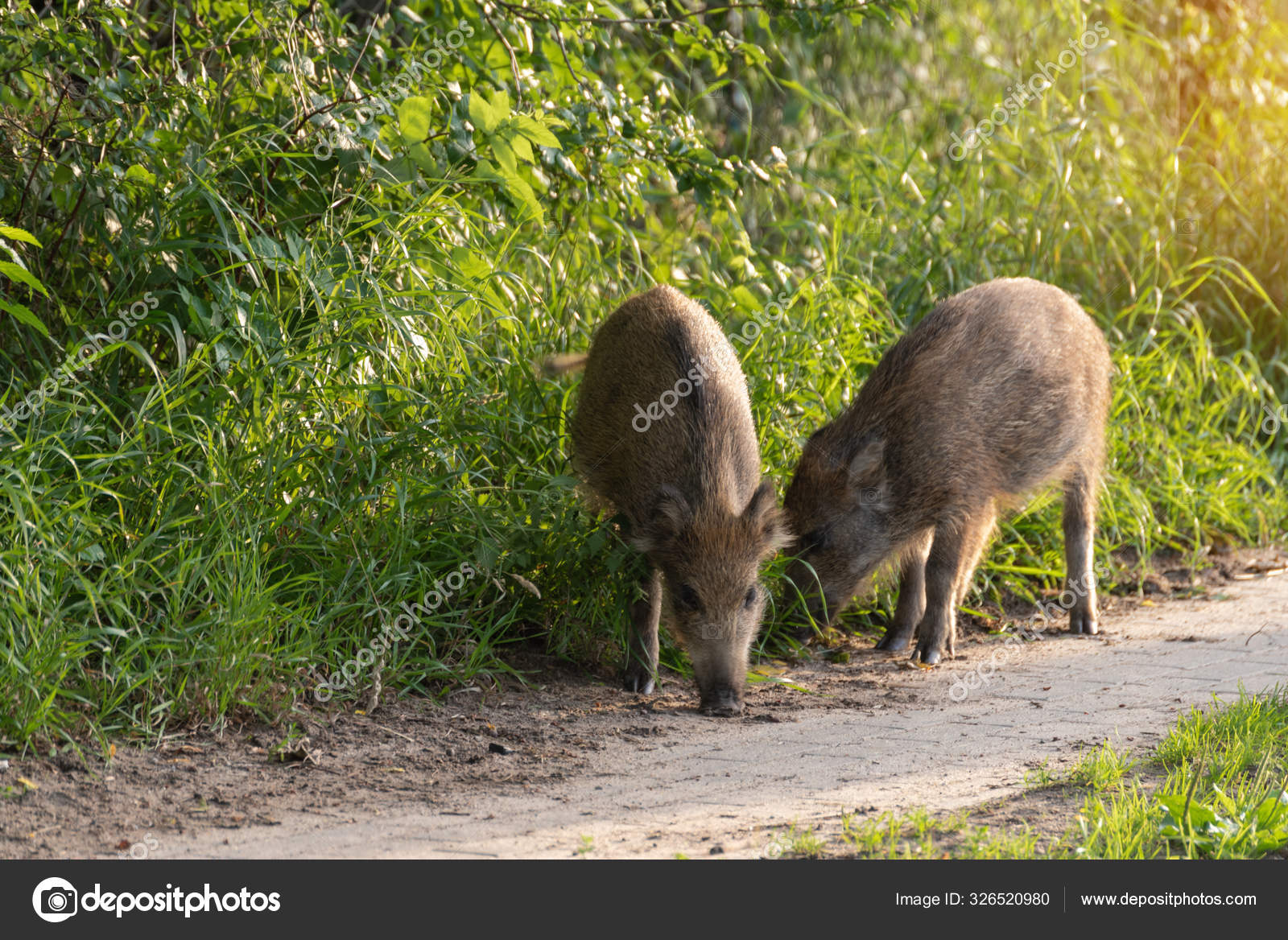 Wild boars walk around the park in the city and look for food. Stock Photo  by ©VIVOOO 326520980