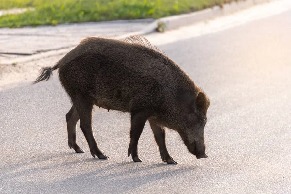 Wild boar walk on the street in the city and looks for food.