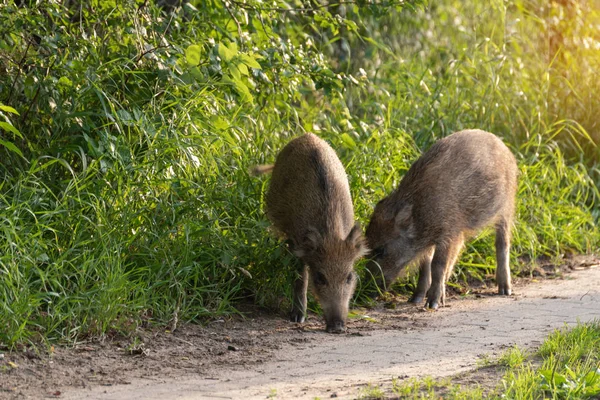 Wild boars walk around the park in the city and look for food.