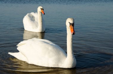 Baltık Denizi 'nde kış mevsiminde kuğular