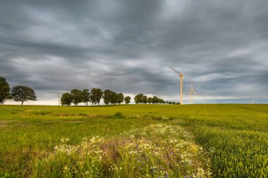 Polonya kırsalında tarımsal alanlarla çevrili elektrik üretimi için rüzgar değirmenleri. Polonya.