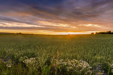 Güneşin altında güzel kırsal yaz manzarası.
