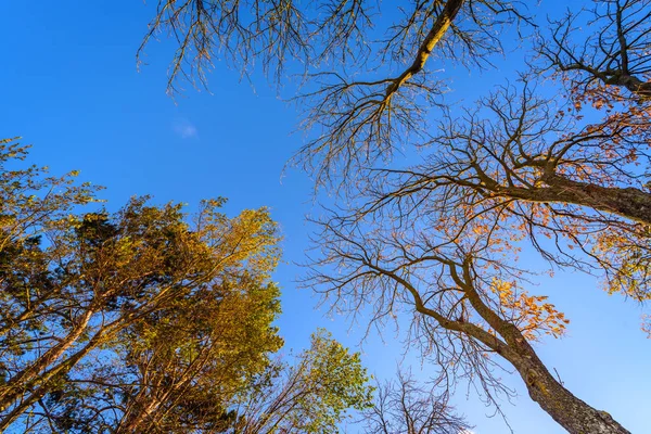 Árvores de outono contra o céu azul visto de baixo — Fotografia de Stock