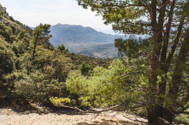 Mayorka adasındaki dağ bitkileri. İspanya
