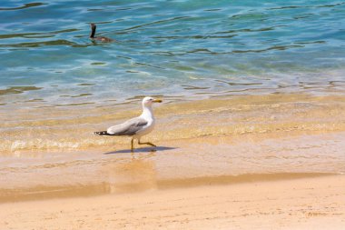 Tropik bir sahilde duran martı. Akdeniz