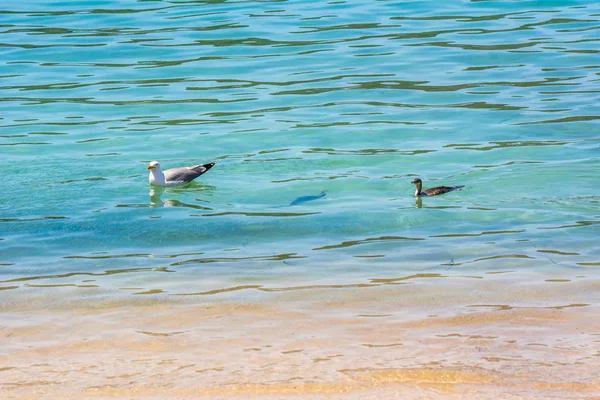 Seagull swims in the turquoise water of the Mediterranean Sea — Stock Photo, Image