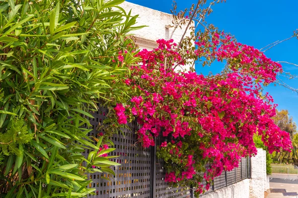 马约卡岛Alcudia镇街道上的夏日花朵 西班牙 — 图库照片