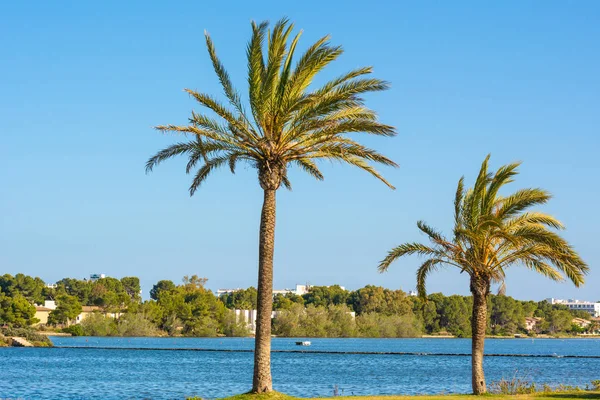 Palmiers dans la station de vacances populaire d'Alcudia sur l'île de Majorque. Espagne — Photo