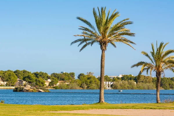 Palmiers dans la station de vacances populaire d'Alcudia sur l'île de Majorque. Espagne — Photo