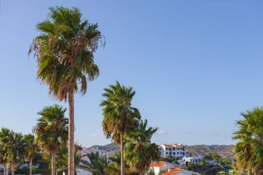 Ağaç palmiyeleriyle manzaralı yaz manzarası. Menorca adası. Baleares, İspanya