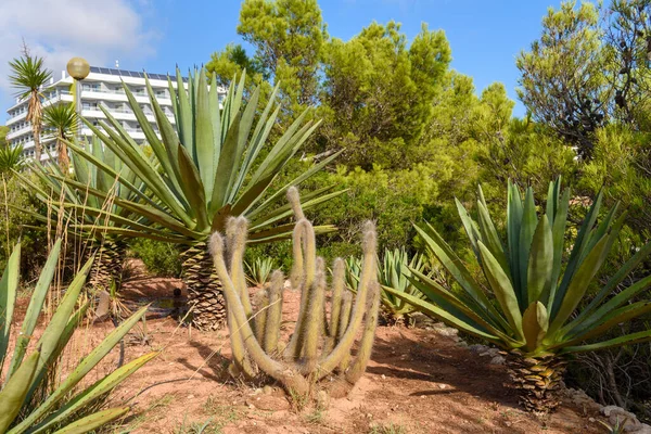 Tropikalna roślinność w Cala Galdana, popularnym kurorcie turystycznym na wyspie Menorca. Hiszpania. — Zdjęcie stockowe