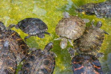 A group of small turtles are swimming in the water