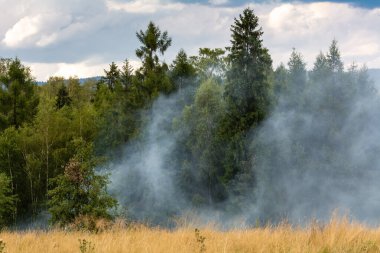 Kuraklık nedeniyle ormandaki orman yangınından yoğun duman yükseliyor.