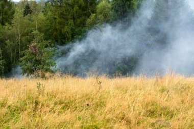 Kuraklık nedeniyle ormandaki orman yangınından yoğun duman yükseliyor.
