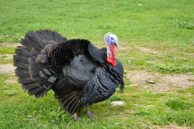 Çiftlikteki evcilleştirilmiş hindi. Meleagris Dörtnala