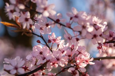 Bahar çiçekleri. Güzel çiçek açması ağaç dalı.
