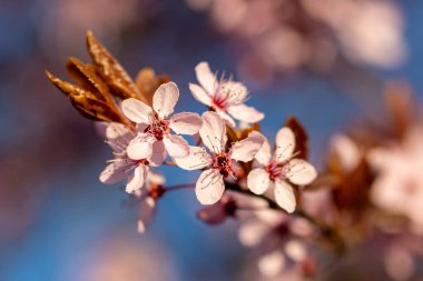 Bahar çiçekleri. Güzel çiçek açması ağaç dalı.