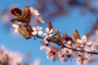 Bahar çiçekleri. Güzel çiçek açması ağaç dalı.