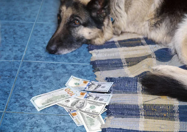 Dog Guarding Money