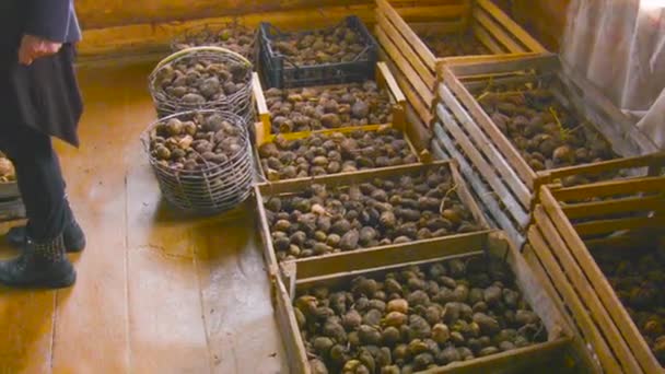 Stockage de pommes de terre crues — Video