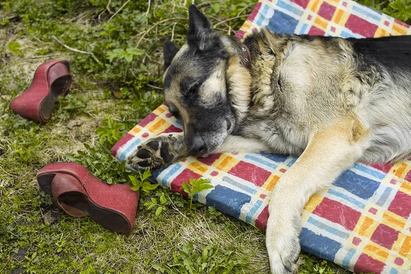 Dog Sleeping On Mat