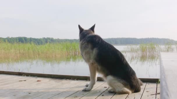 Cão sentado no molhe — Vídeo de Stock