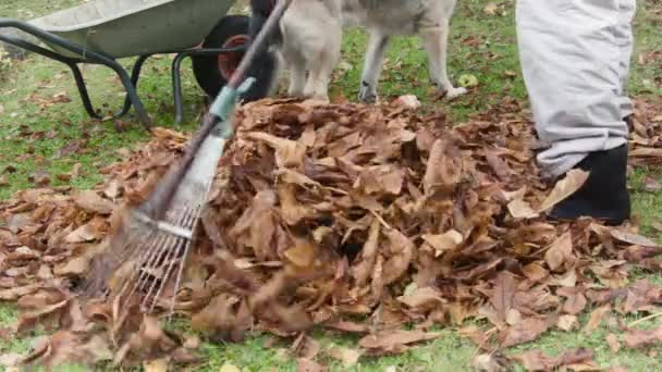 Homem removendo folhas caindo — Vídeo de Stock