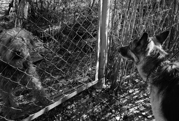 Two Dogs Behind Fence — Stock Photo, Image