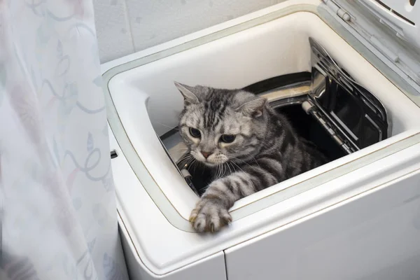 a scared cat getting out of the washing machine, indoor closeup