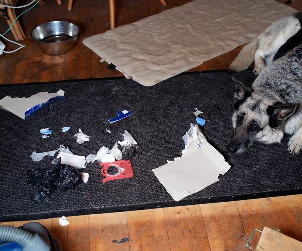 Pieces of trash in the room and a dog wiith upset look, indoor shot