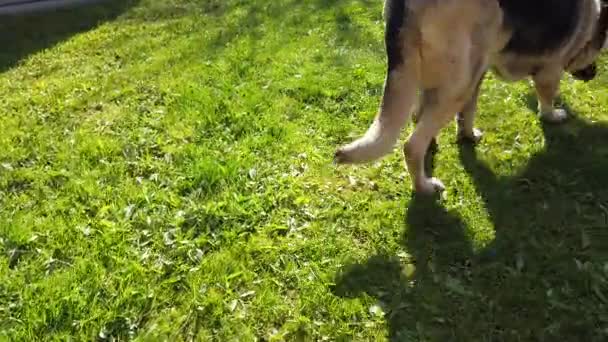 Απολύτως Χαρούμενος Σκύλος Συνάντηση Master Υπαίθριο Βίντεο Καλοκαιρινή Μέρα — Αρχείο Βίντεο