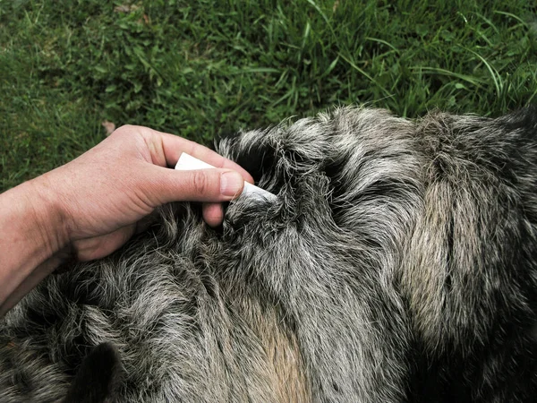 Hand applying anti ticks drops on a dog hair, outdoor closeup
