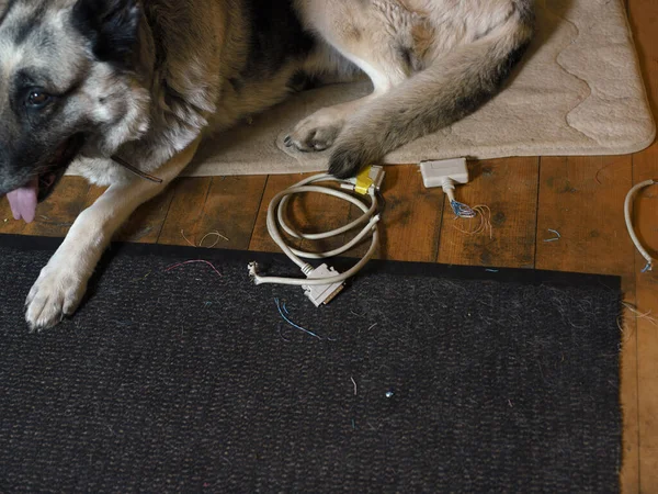 A dog lying on a mat next to torn computer cable, indoor closeup