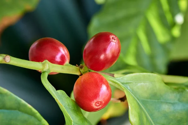 Close-up de grão de café cru — Fotografia de Stock