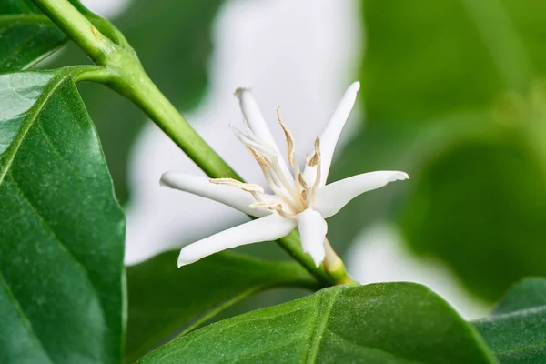 Closeup of Arabica coffee flower
