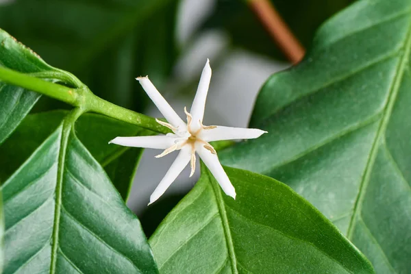 特写的阿拉比卡咖啡花 — 图库照片