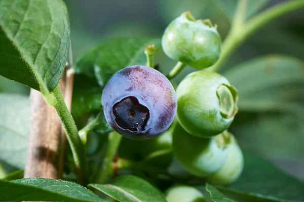 Sammenlegging av rå blåbær – stockfoto