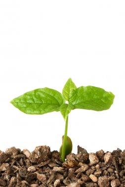 Clerodendrum thomsoniae