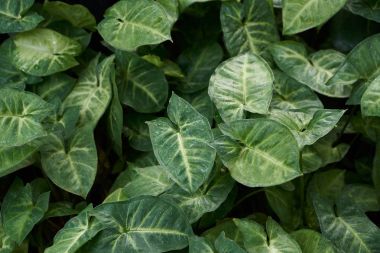 syngonium podophyllum