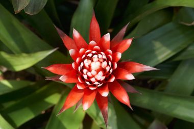 Guzmania Magnifica