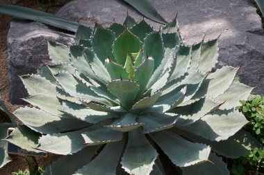 Agave potatorum
