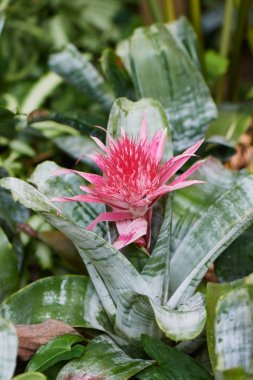 Aechmea fasciata önümüzdeki