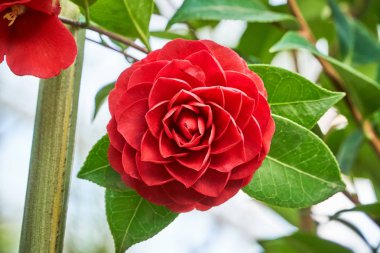 Camellia japonica