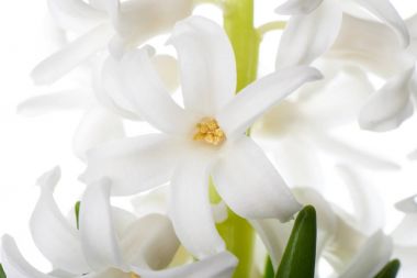 hyacinth flowers, isolated on white clipart